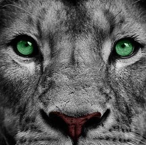 Meet your Posher, Dinitra